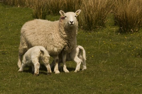 Derwentwater feeding time