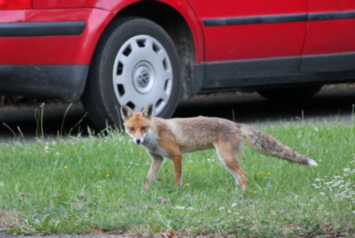 Fox on the run