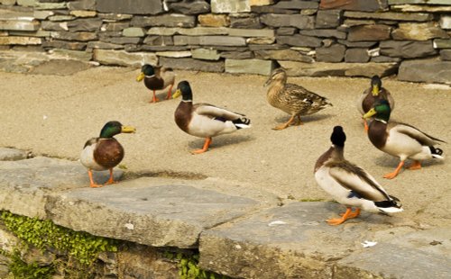 Ambleside Ducks 1