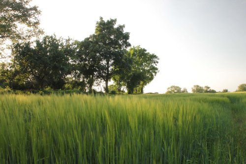 Fields of Atherstone Lanes