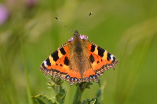 Small tortoiseshell butterfly