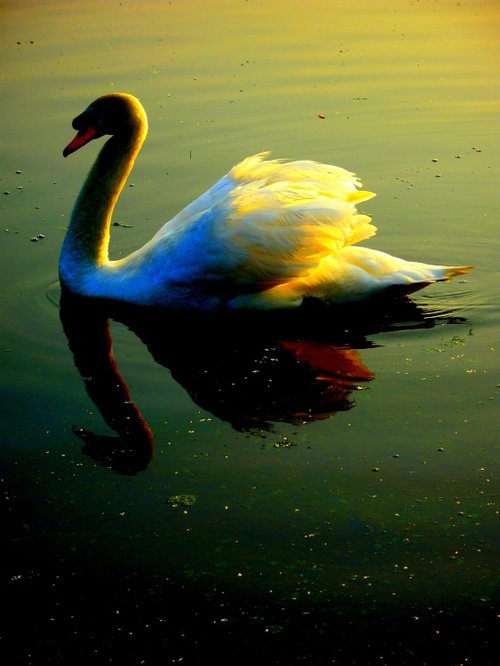 A swan on King Lears Lake Watermead