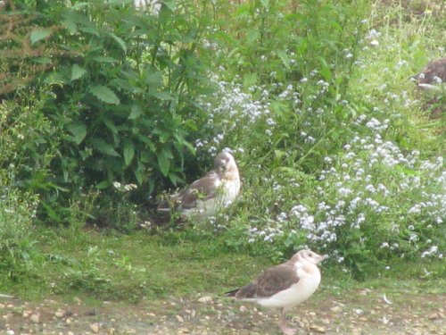 Whisby Nature Reserve