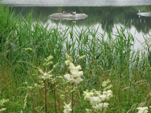 Whisby Nature Reserve