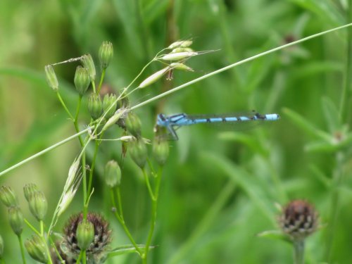 Whisby Nature Reserve