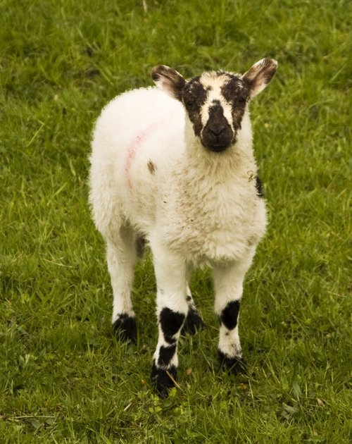 A spring lamb