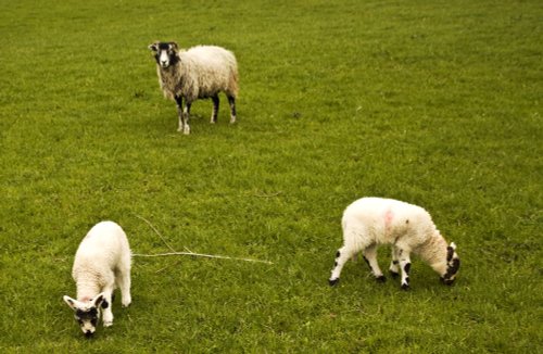 Ambleside family outing