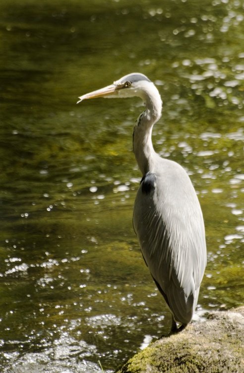 Heron 1
