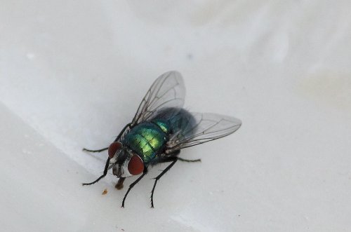 Not all of nature is so pretty