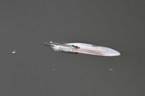 A red-eyed blue damselfly surfing on a feather!