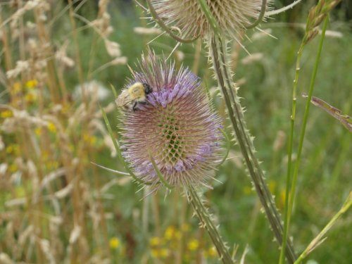 Teasle and Bee