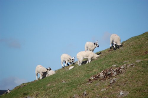 Lambing season in Weardale