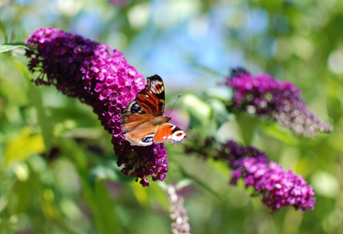 Butterfly in Roker Park