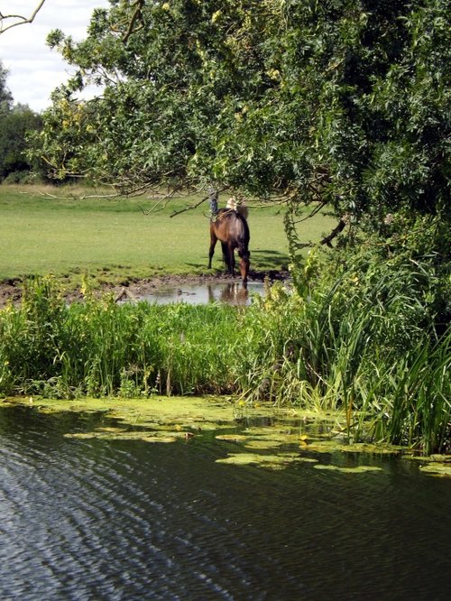 River Chelmer, Little Baddow