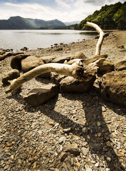 Derwentwater driftwood 2