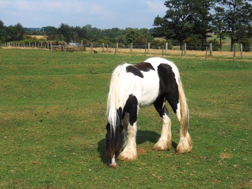 Horse, Long Lawford
