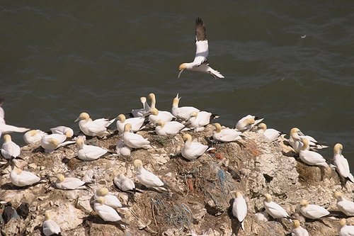 Gannets at Bempton Cliffs