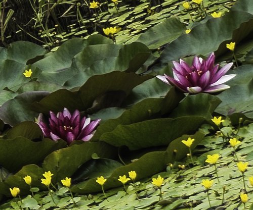Purple Waterlillies, R.H.S. Rosemoor