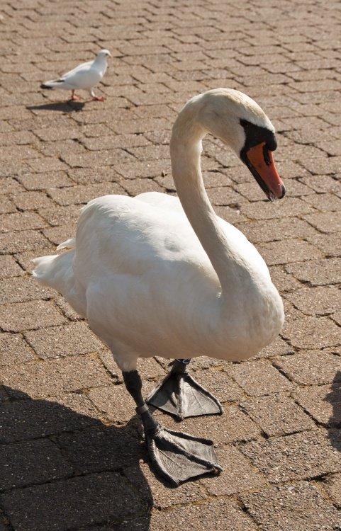 Bowness swan