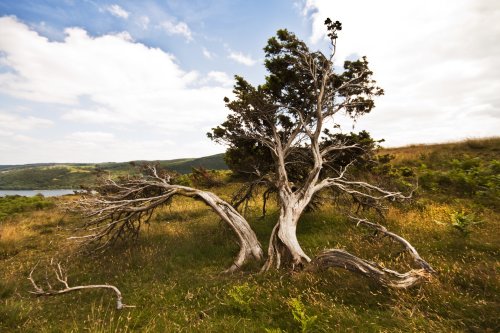 Torver Common Tree Coniston