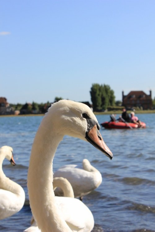 Bosham Ferry