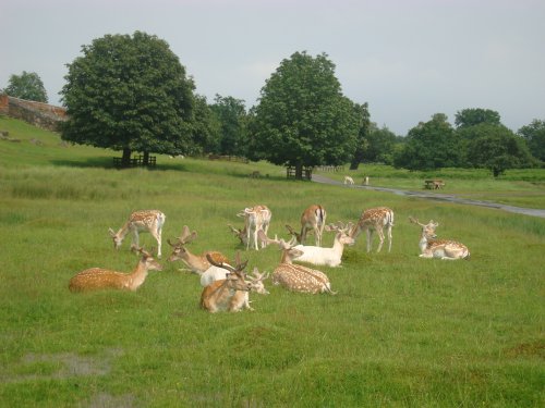 Bradgate Park