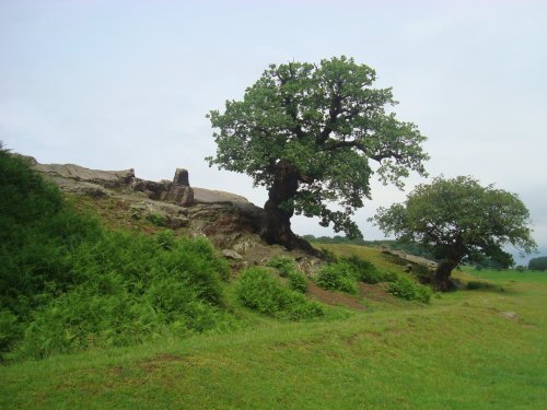 Bradgate Park Oak trees
