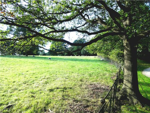 Parkland at Nidd in Summer.