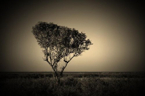 lone tree in cleethorpes