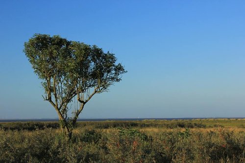 Lone tree in Cleethorpes