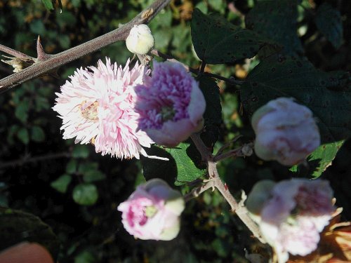 Hedgerow flowers, Draycote Water
