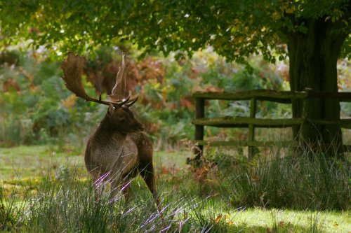 Bradgate Park
