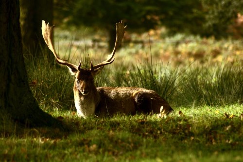 Bradgate Park
