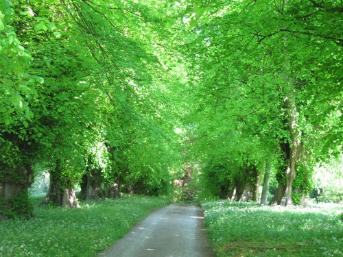 Woodland Walk, Constable Burton Hall Gardens at the entrance to Wensleydale