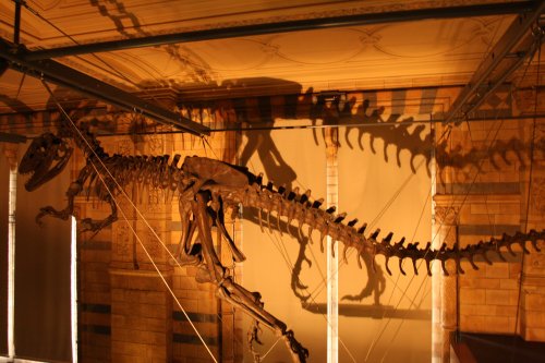 The Natural History Museum