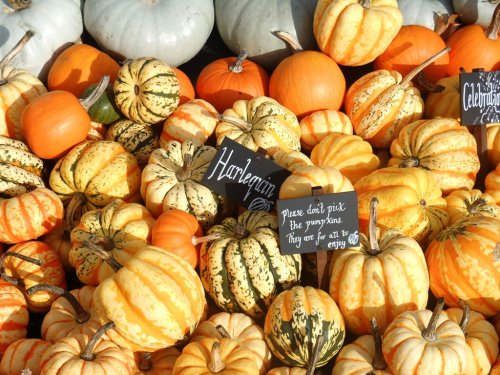 Pumpkins, Kew Gardens