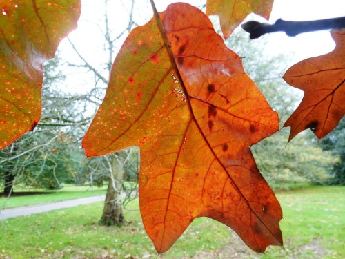 Autumn leaf, Kew Gardens