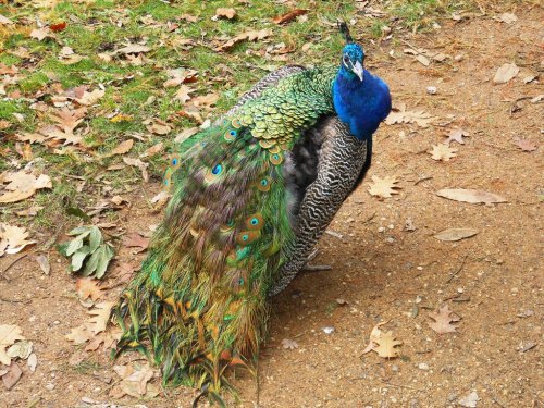 Peacock, Kew Gardens