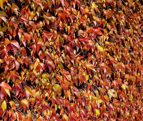 Autumn Colour on the wall at Greenwich Park