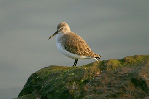 Dunlin. In winter plumage.