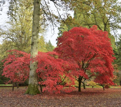 Westonbirt Arboretum, Gloucestershire