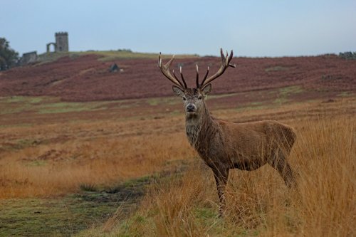 Bradgate Park
