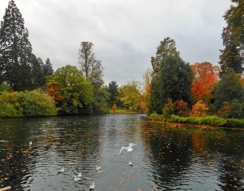 Lake, Kew Gardens