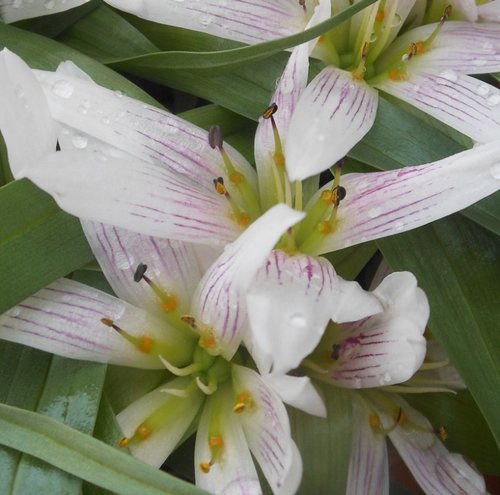 Flowers, Kew Gardens