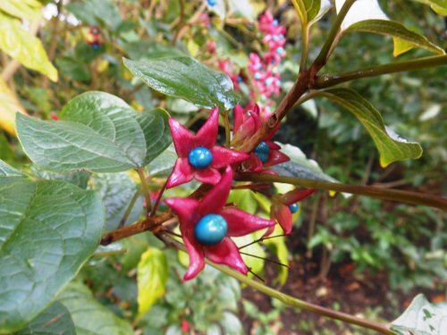 Harlequin Glorybower, Kew Gardens