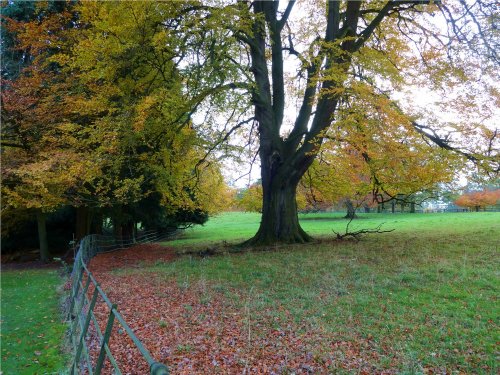 Parkland at Nidd in Autumn.