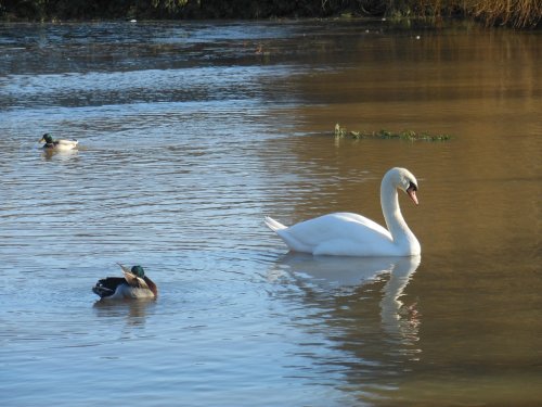 Swan, Coombe Abbey Country Park