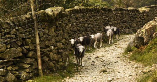 Far Easedale Sheep 1