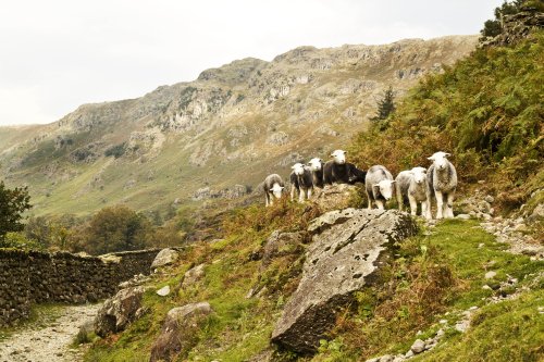 Far Easedale sheep 3