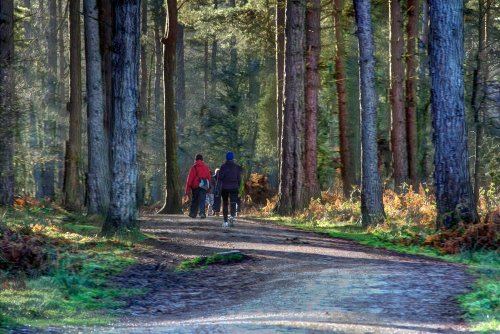 Cannock Chase